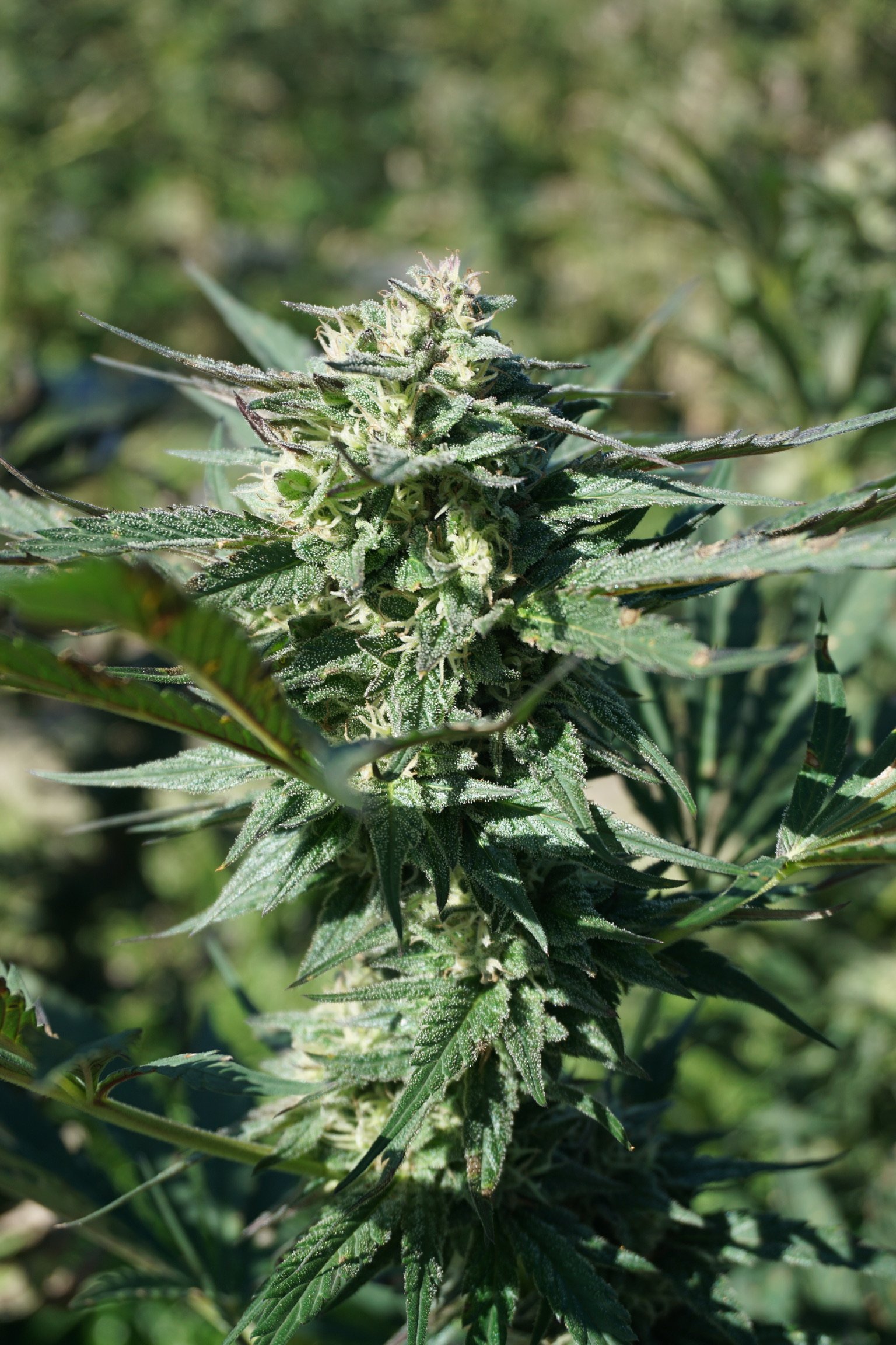 low dose cannabis near me weed plant